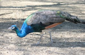 Pfau