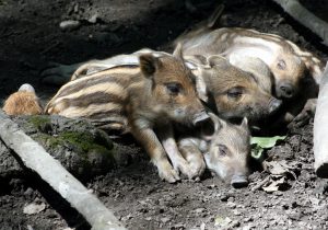 Schweine