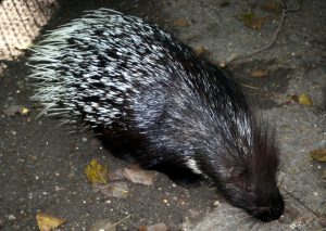 Stachelschwein