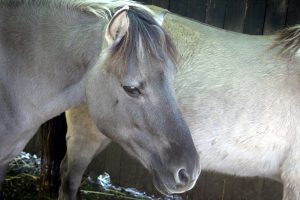 Tarpan Pferde