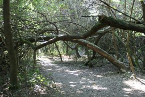 Weg im Steppentierpark