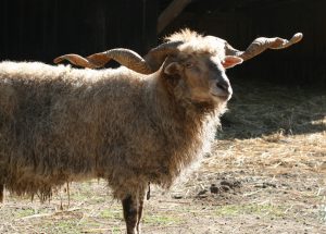 Zackelschaf