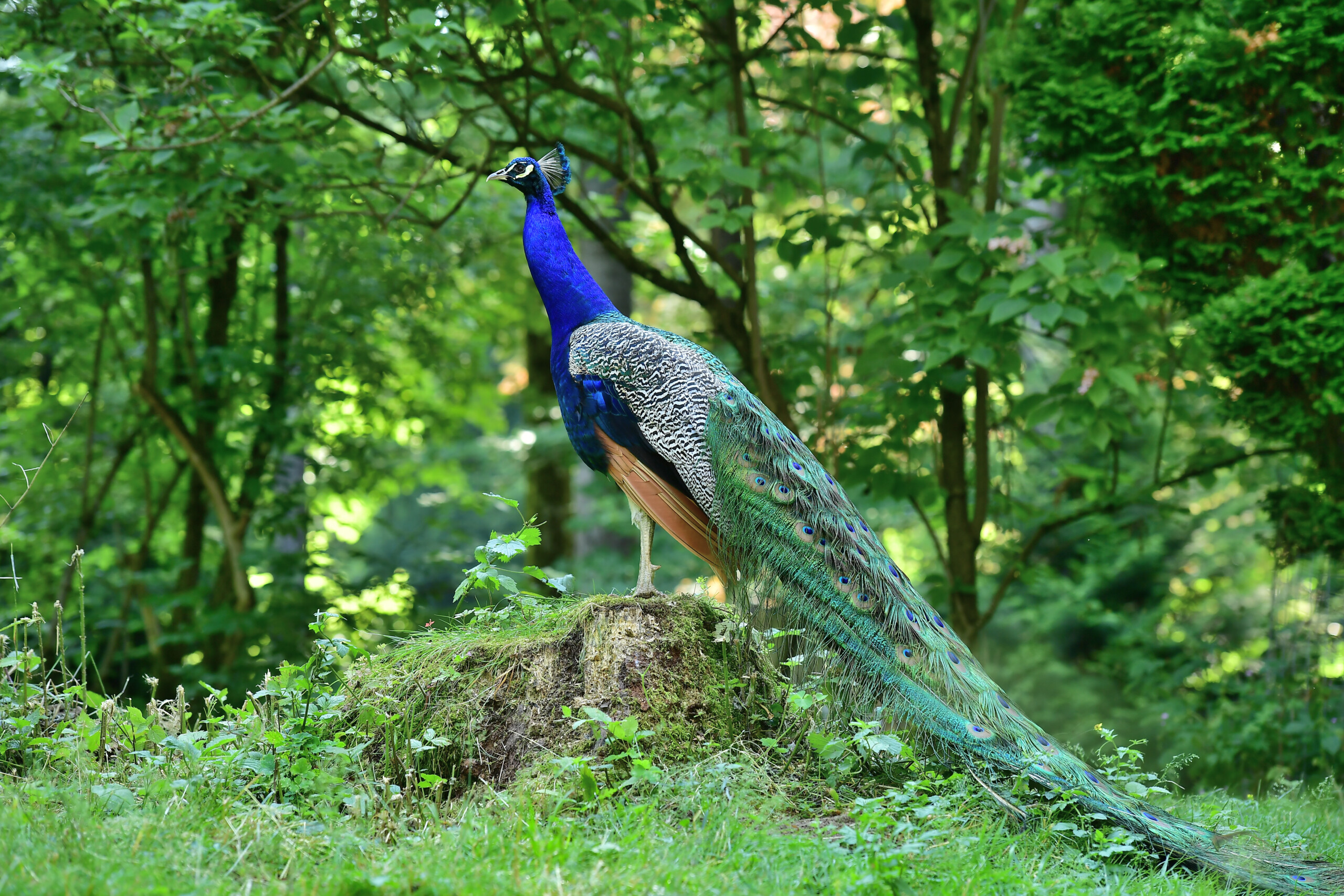 Pfau
