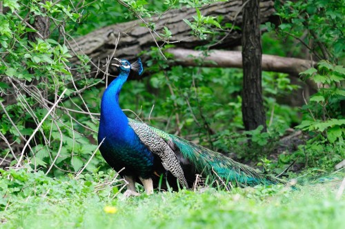 087-Pfau-Hahn