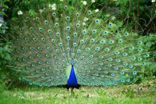 Pfau