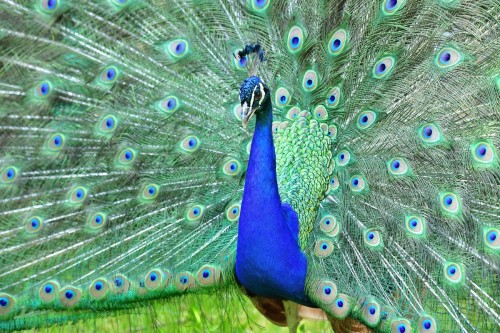 Pfau