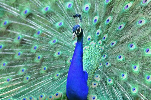 Pfau
