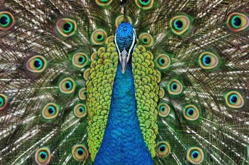 092-Pfau-Hahn