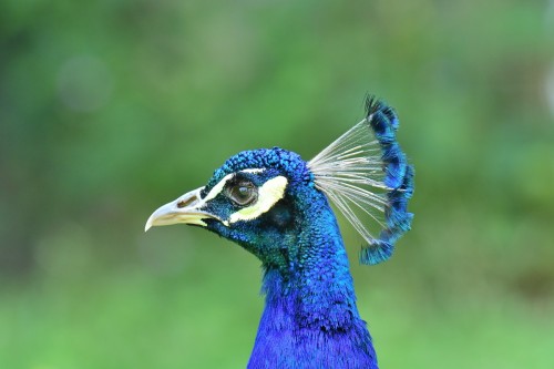 Pfau