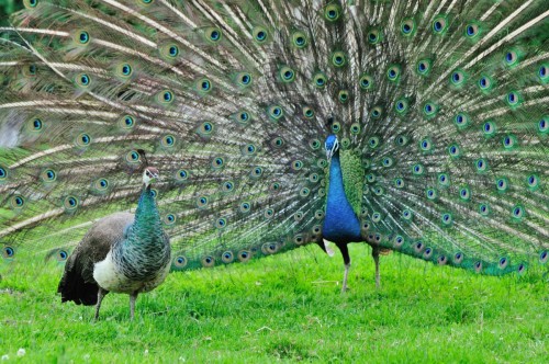 094-Pfau-Hahn-u.-Henne