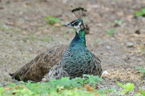 Pfau